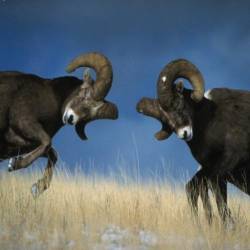 Zeus (ITA) : Motomonotono